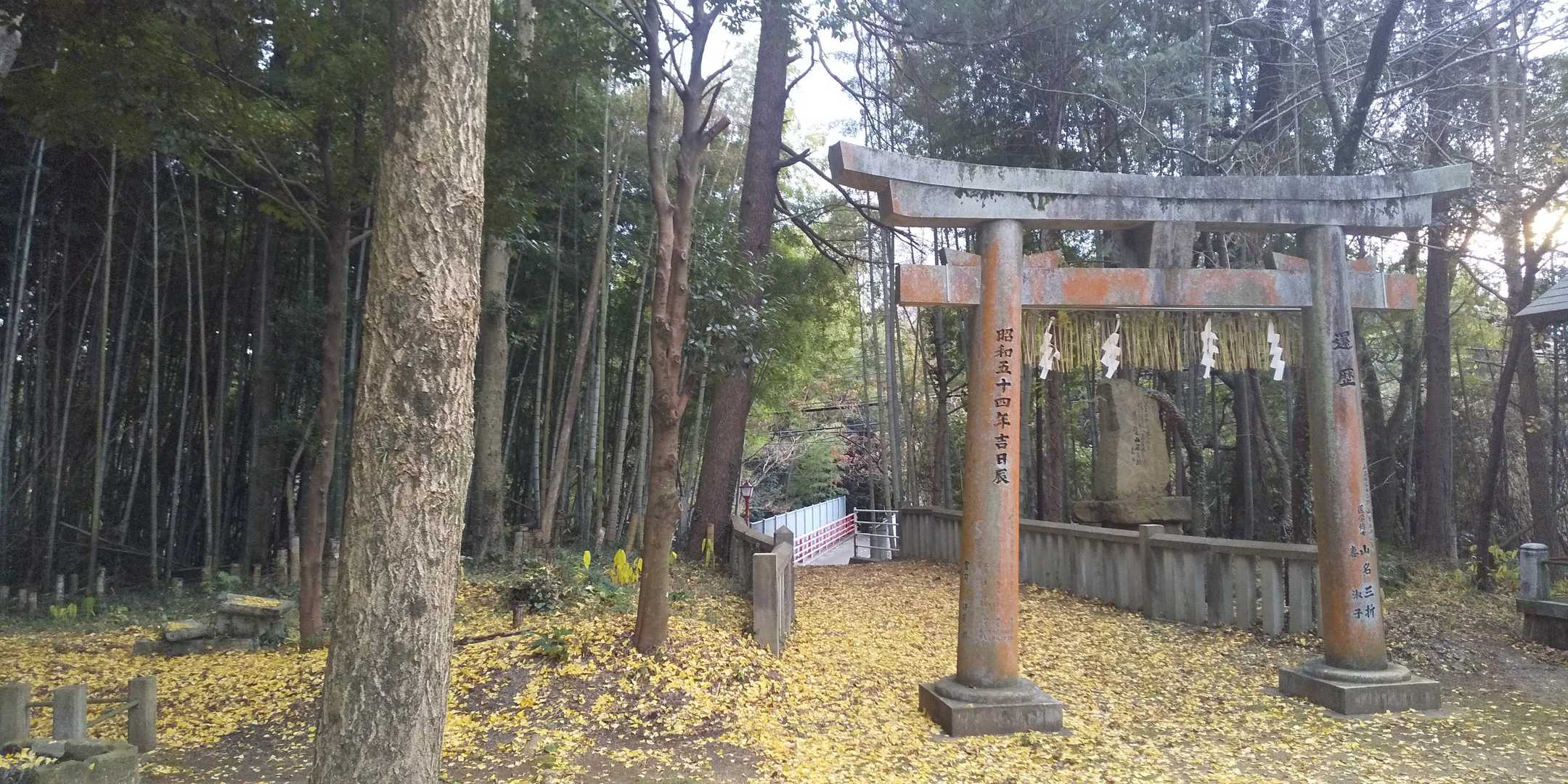境内。薄めの銀杏の絨毯。