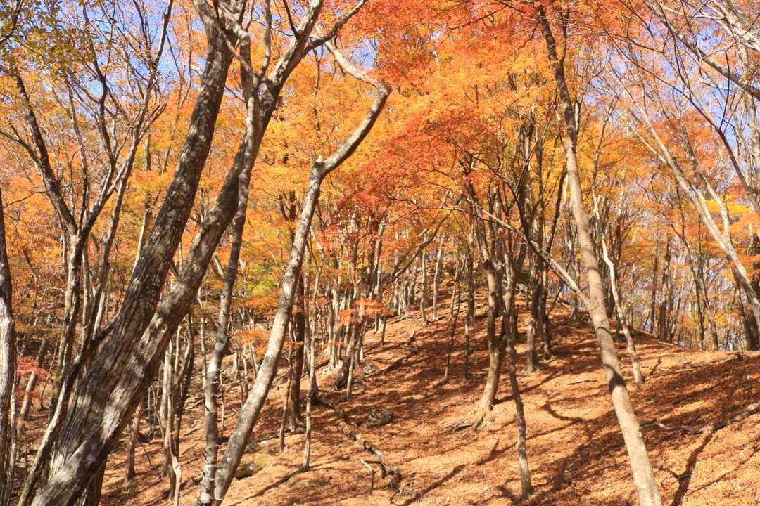 さあ、山頂まではもう一踏ん張り。
黄金色のプロムナード🎵