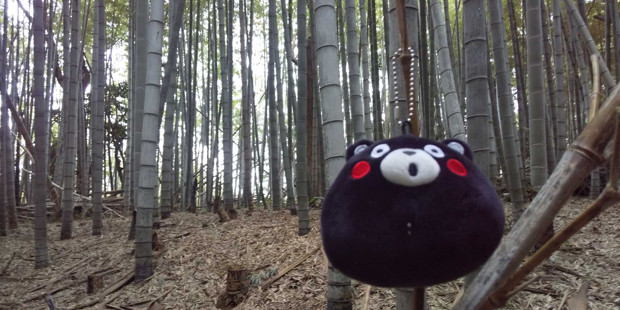 サクッと山頂。

整理整頓された竹の花園ﾃﾞｽﾈ…

花園山 ピークハント٩ (  ｰ̀֊ｰ́ )و