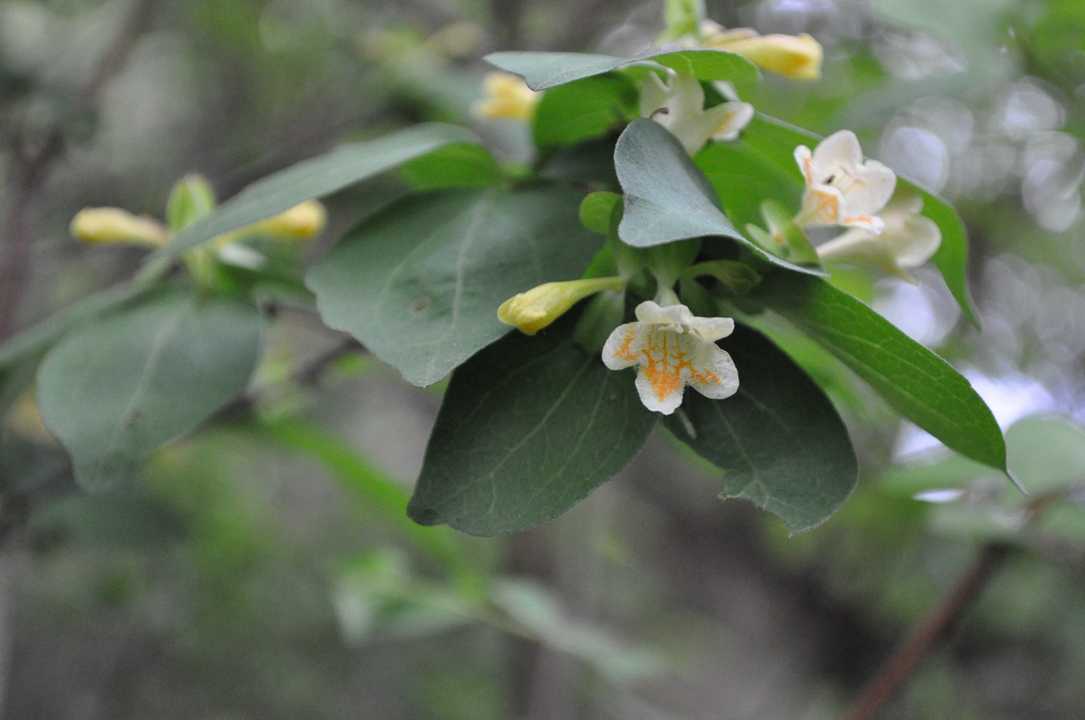 癒し②🌼