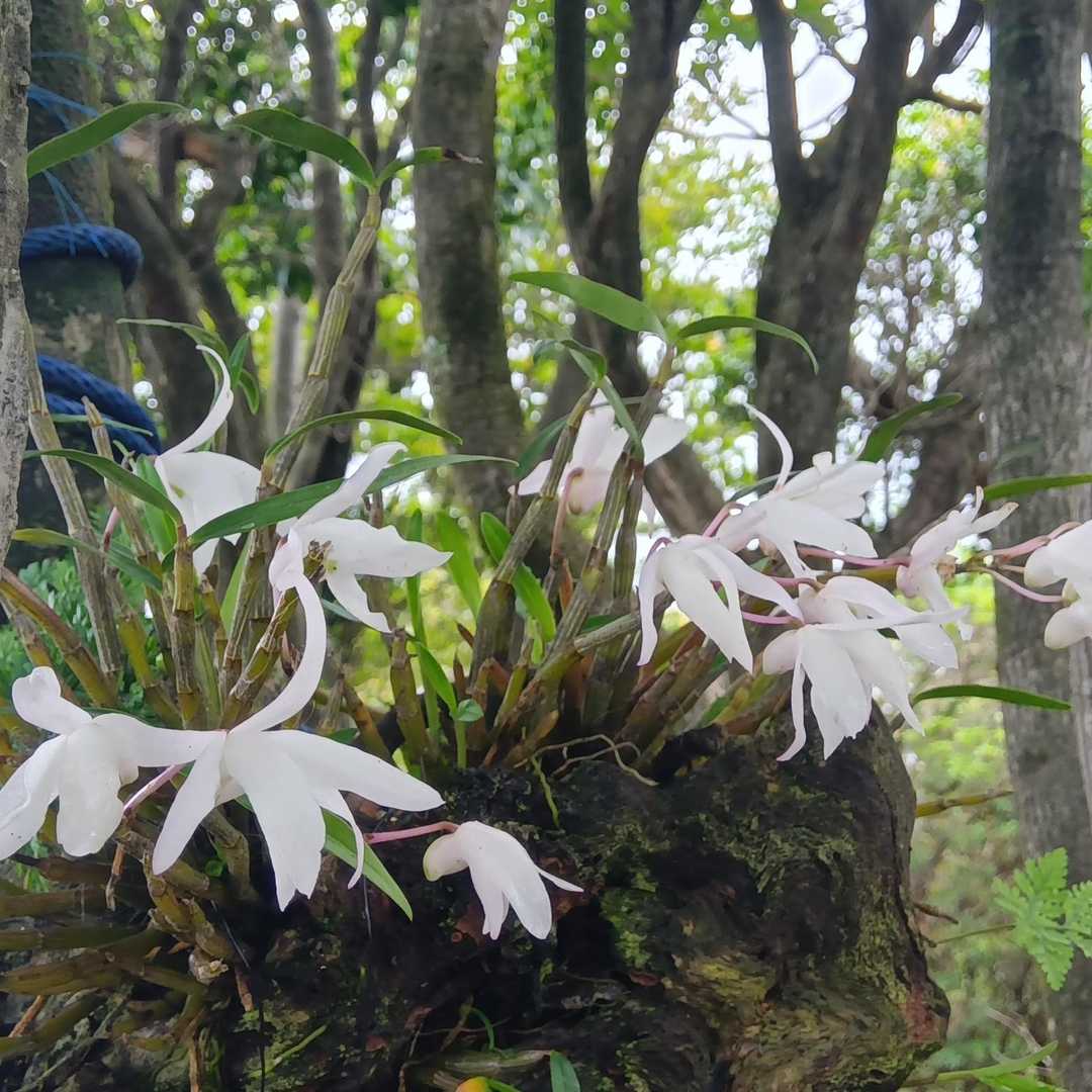 白木山 節目の50回✨😊 / pinpon55の登山データ | YAMAP / ヤマップ