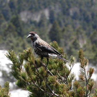 膝痛トレッカー