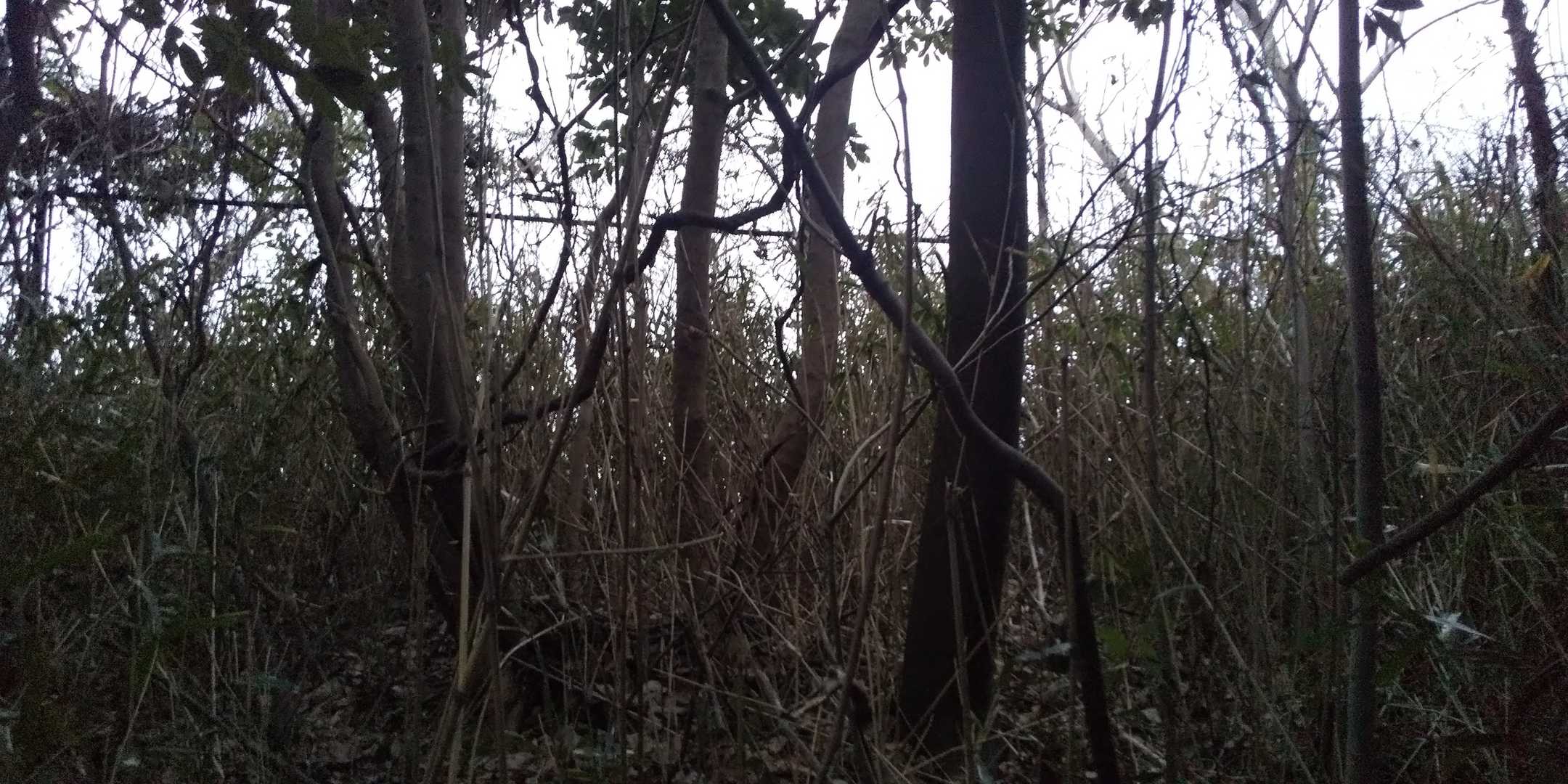 トラロープ内もすごい藪に、すぐフェンスが見える。