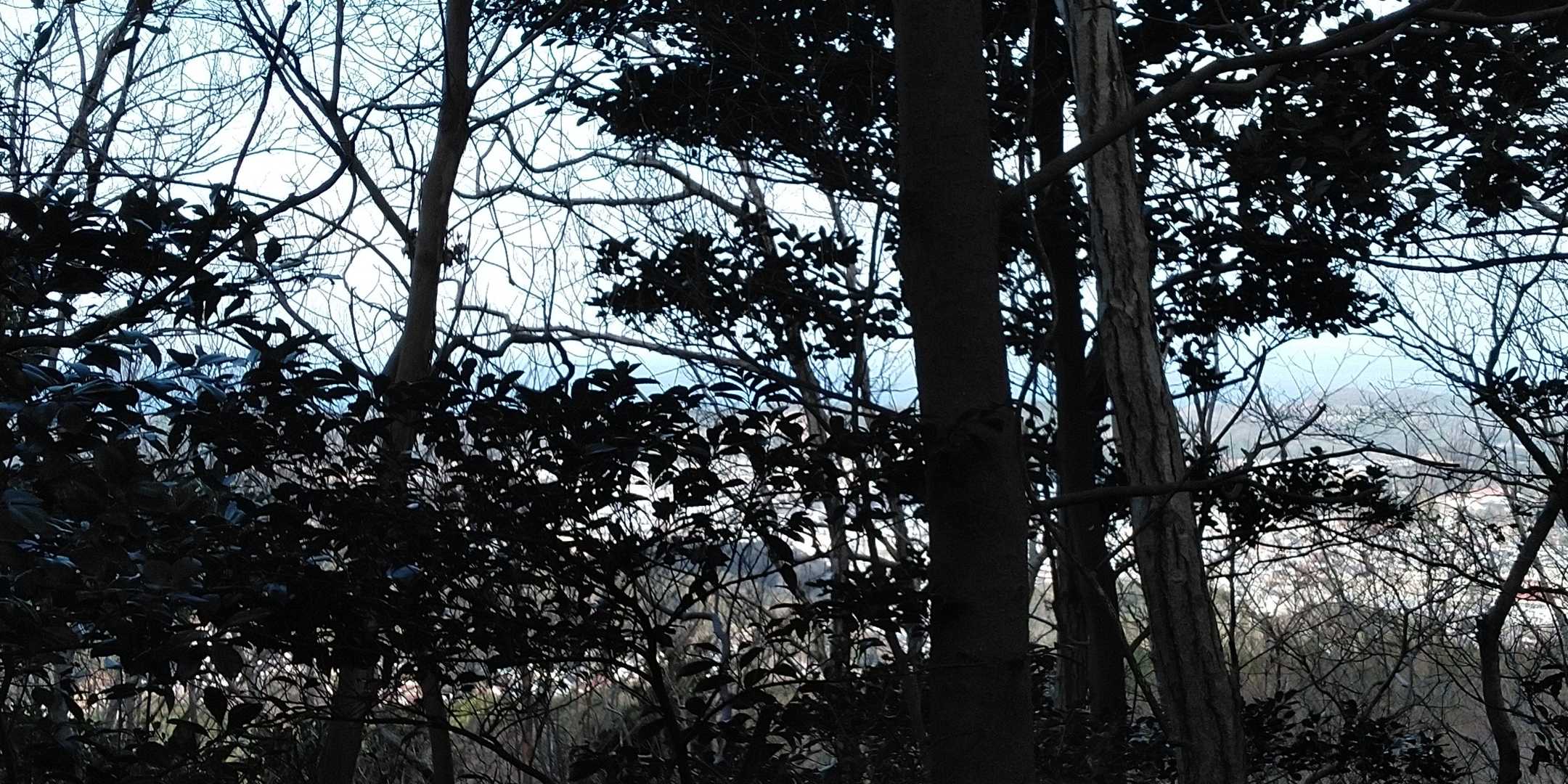 木の間から海