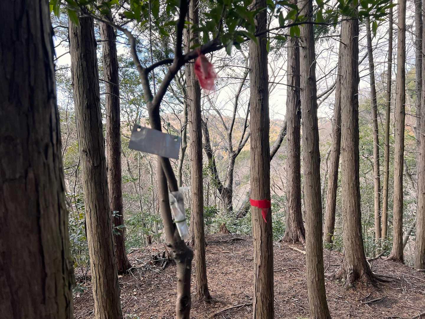 南峰に着きましたが、山標は真っ白です😆