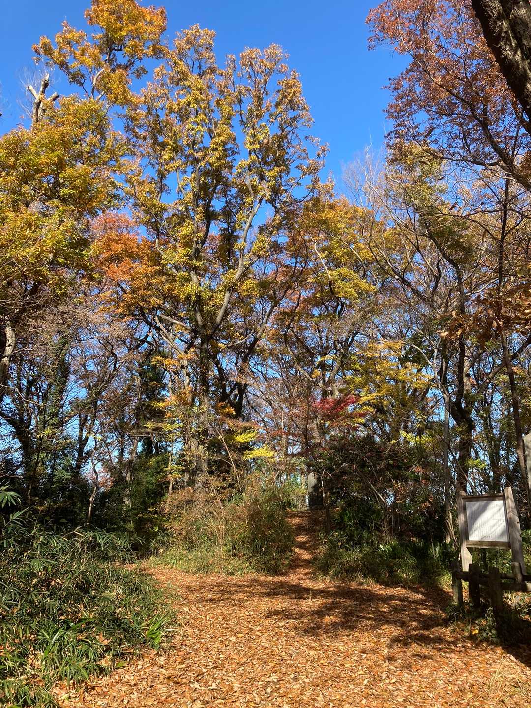 八国山山頂