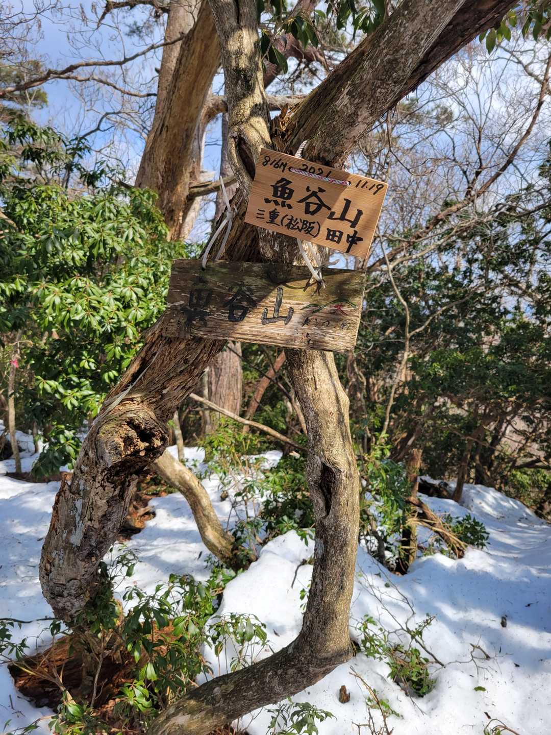 どうにか魚谷山山頂に着きました～🙆816m