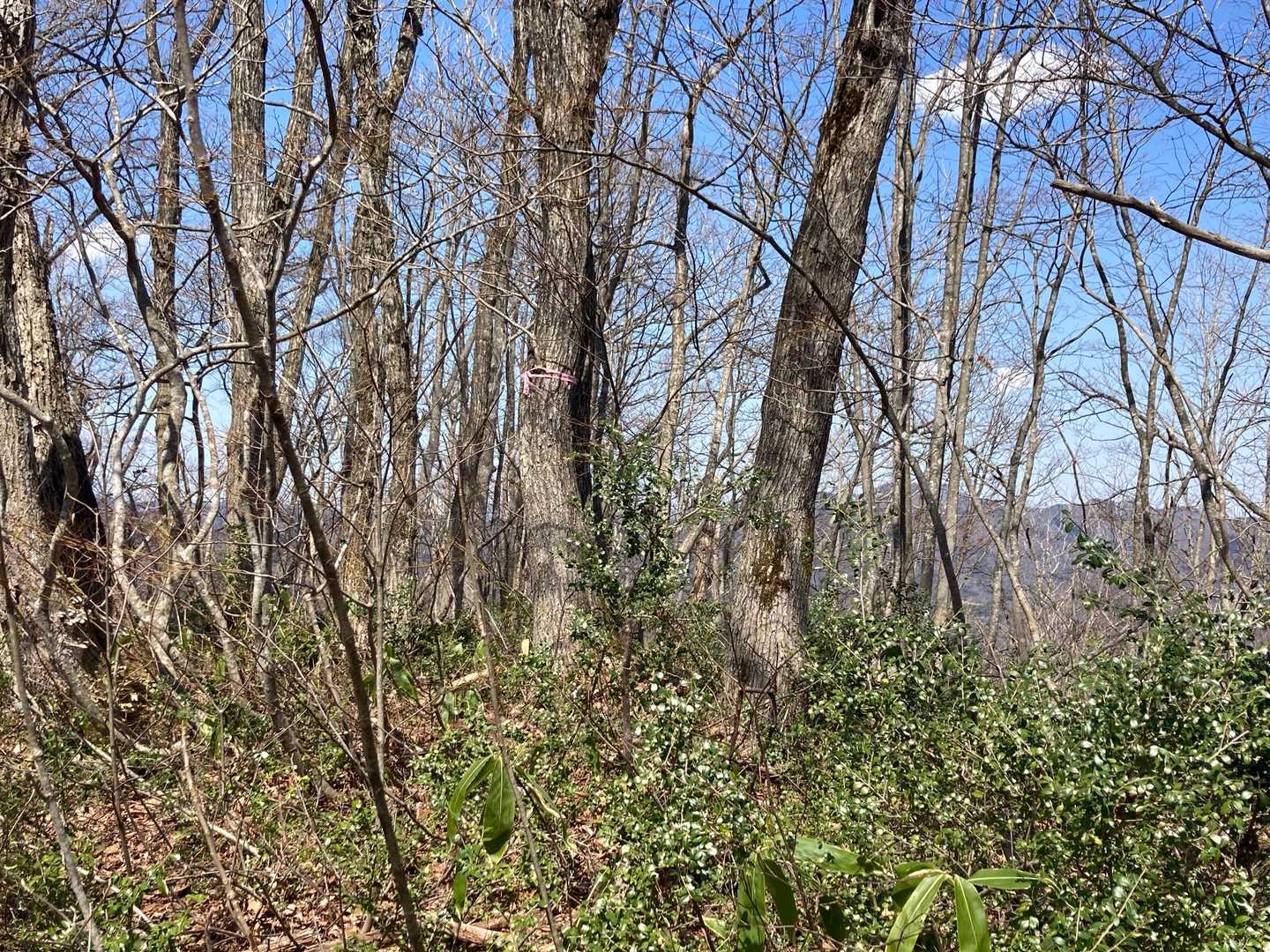 岩部山⛰山頂到着‼️藪だらけ😵
自分が南陽市長🤵🏻‍♂️なら
整備するけどなー
立候補した際は南陽市民の皆様
清き一票、お願いします🤲