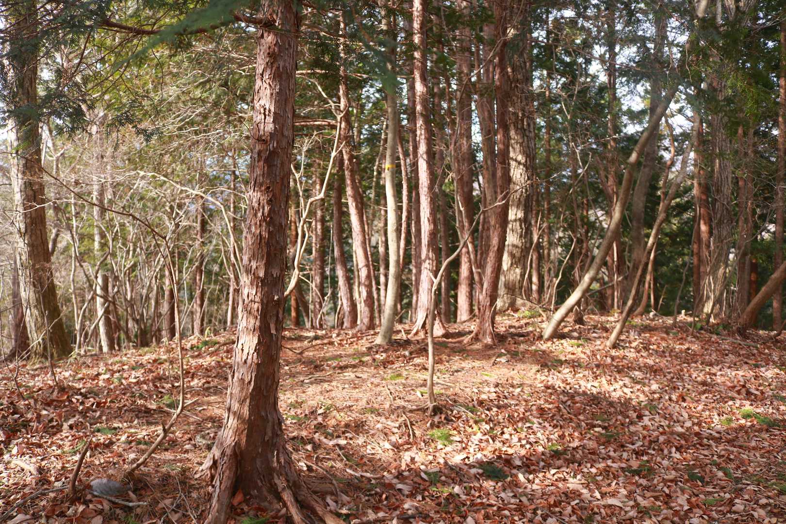 山頂標識等の類はどこにも無かった。
