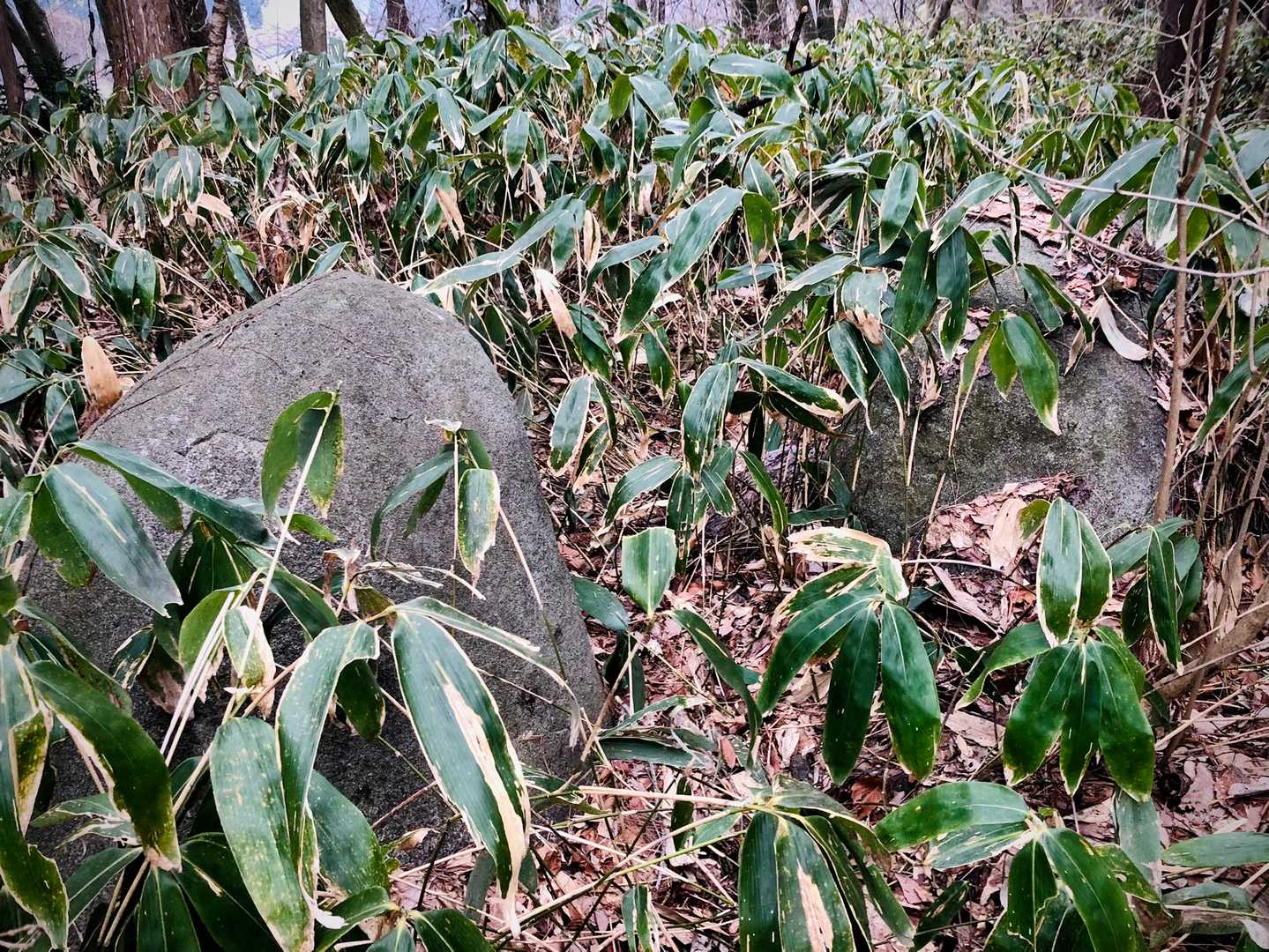 ロードを歩きながら話に夢中になり道を間違えた為、３つ目の金勢山に寄ってみることに。
久々に藪漕ぎしてピークに着きましたが、謎の岩が2つ🪨🪨ここで合ってる？