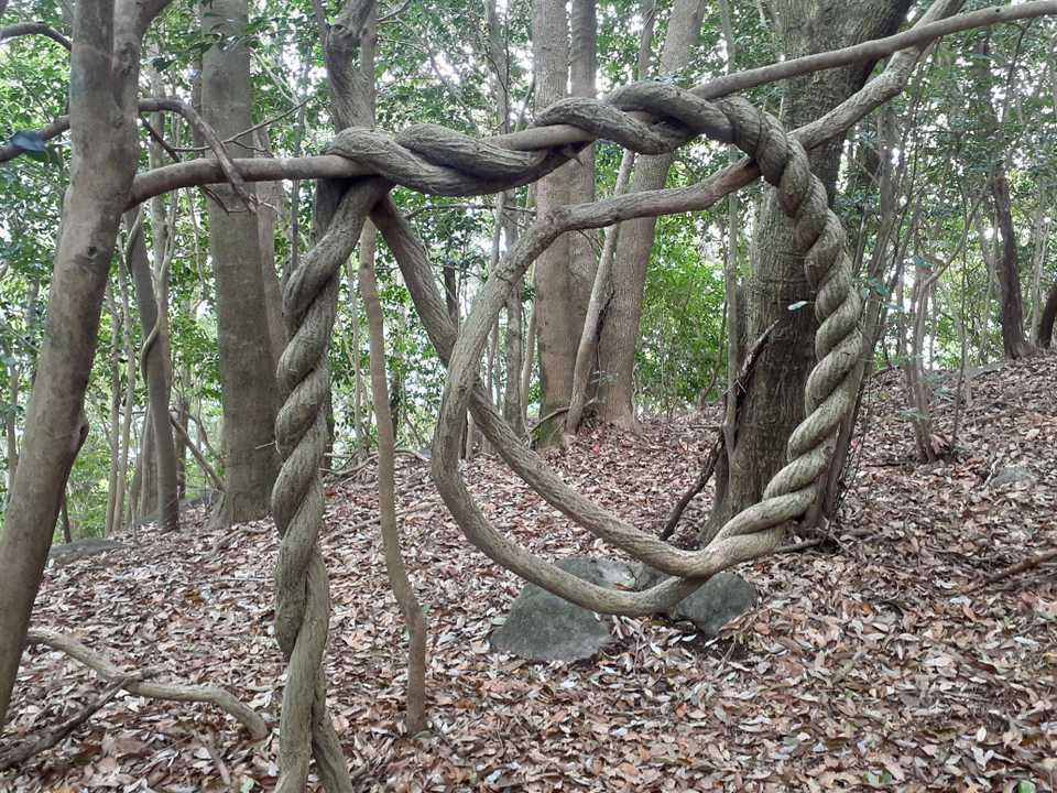 自然のオブジェと出合い