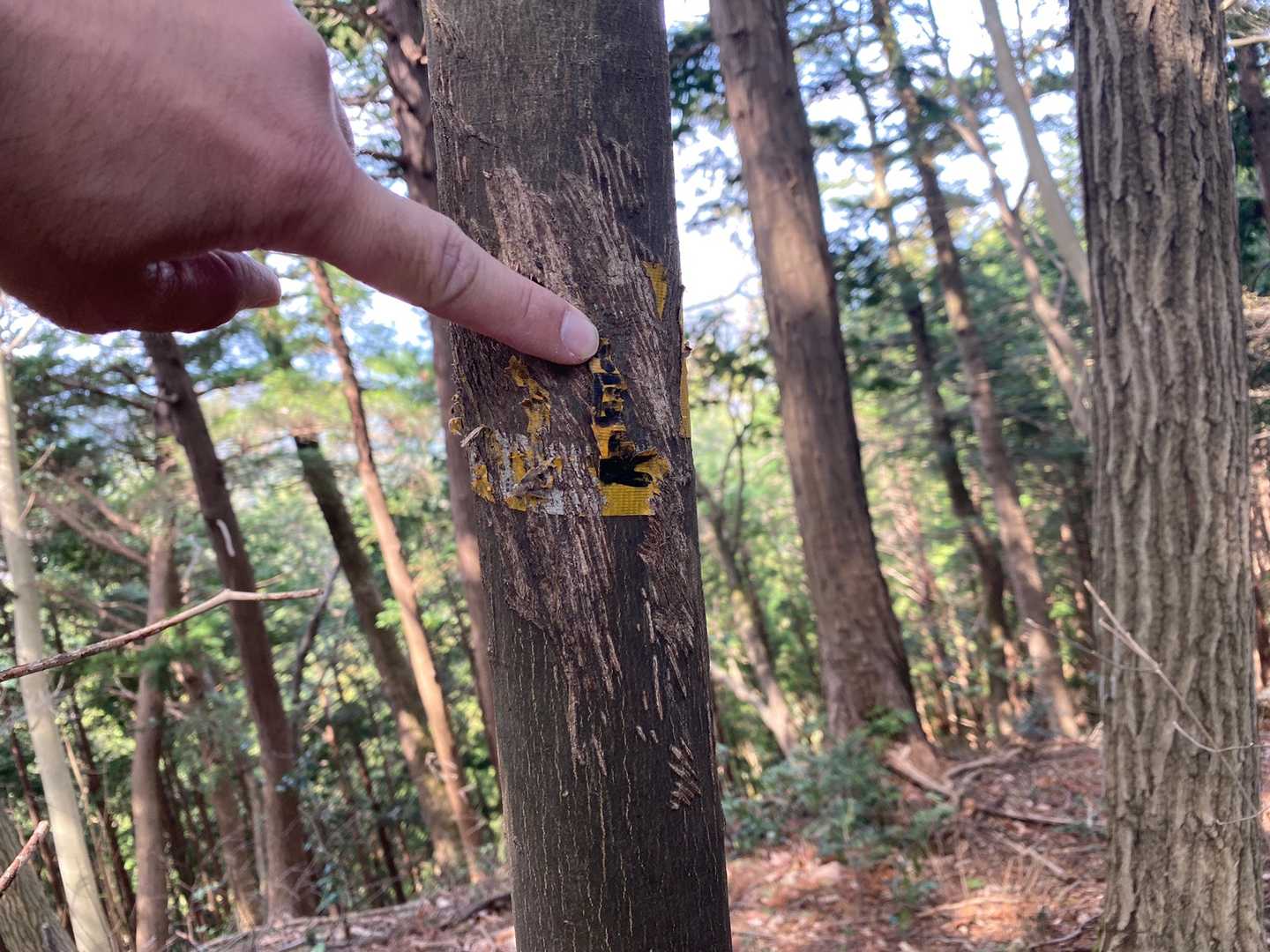 次郎長山ピーク到着
標識テープが剥がれてる