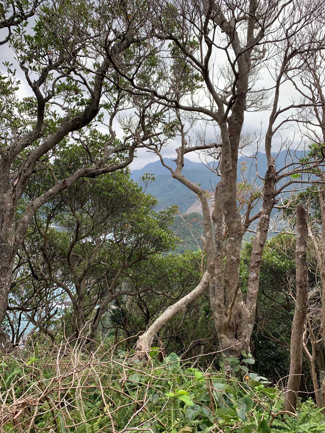 矢筈岳山頂
