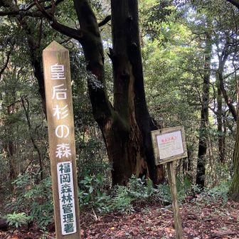 皇后杉の森🌳、杉の巨木がたくさんありました。
