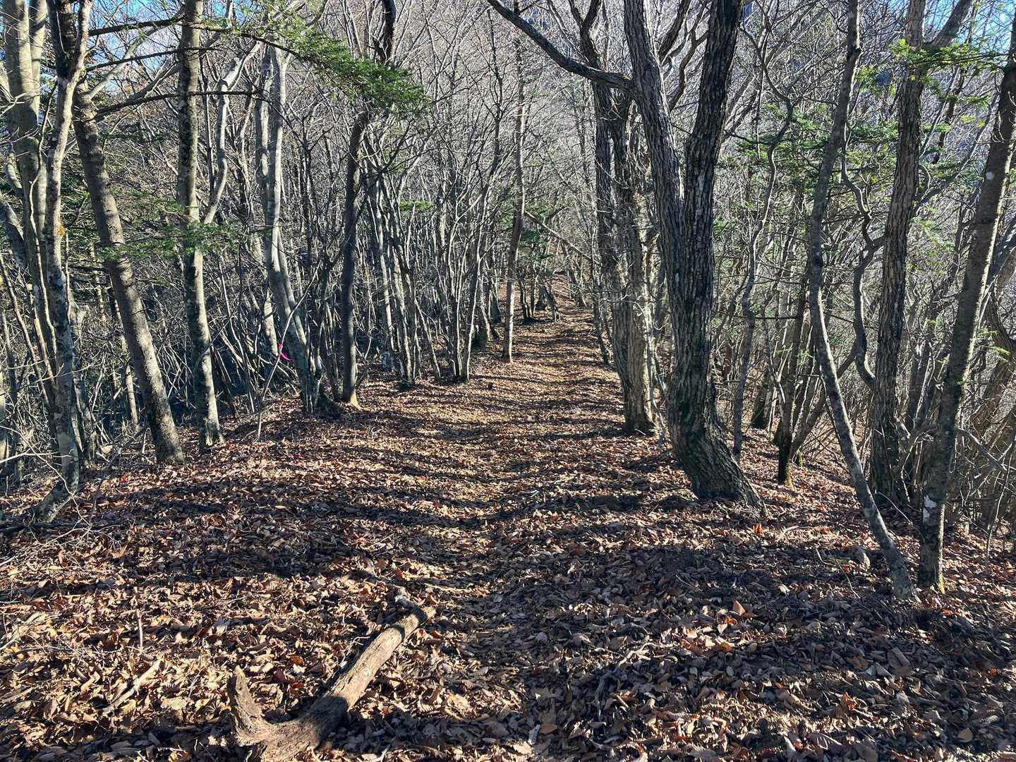 久しぶりの落ち葉道。楽しい😊