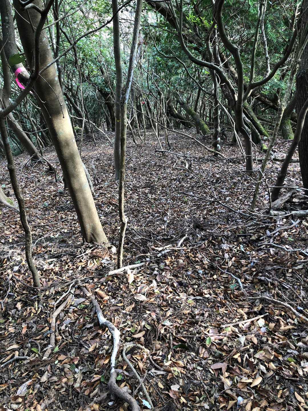 峠から、まずは尻付山へ　覚悟していましたが急登でした。途中で振り返って