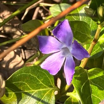 足元にはツルニチニチソウ