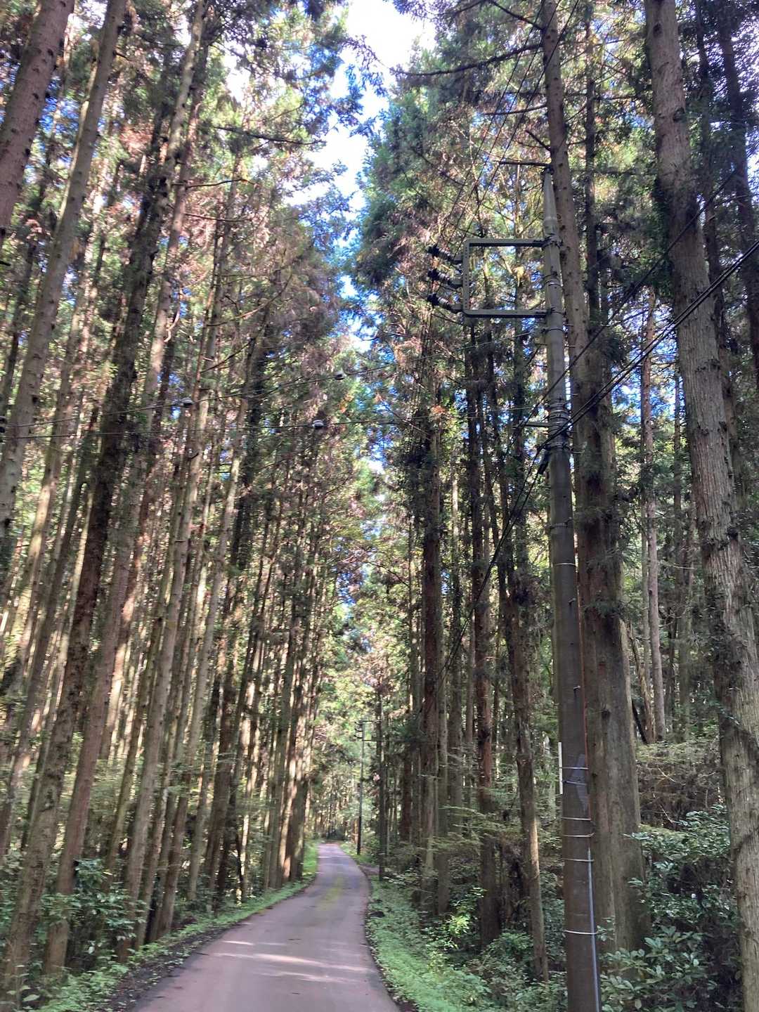 道の駅　かつら-東登山口-御前山-西登山口 周回コースの写真