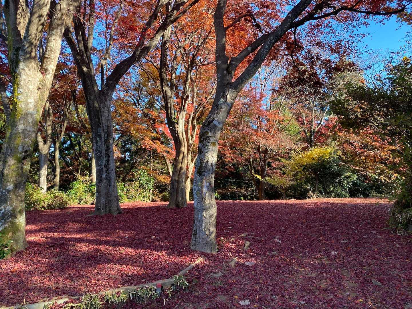 細田屋さん跡地📸
紅葉の絨毯のよう
