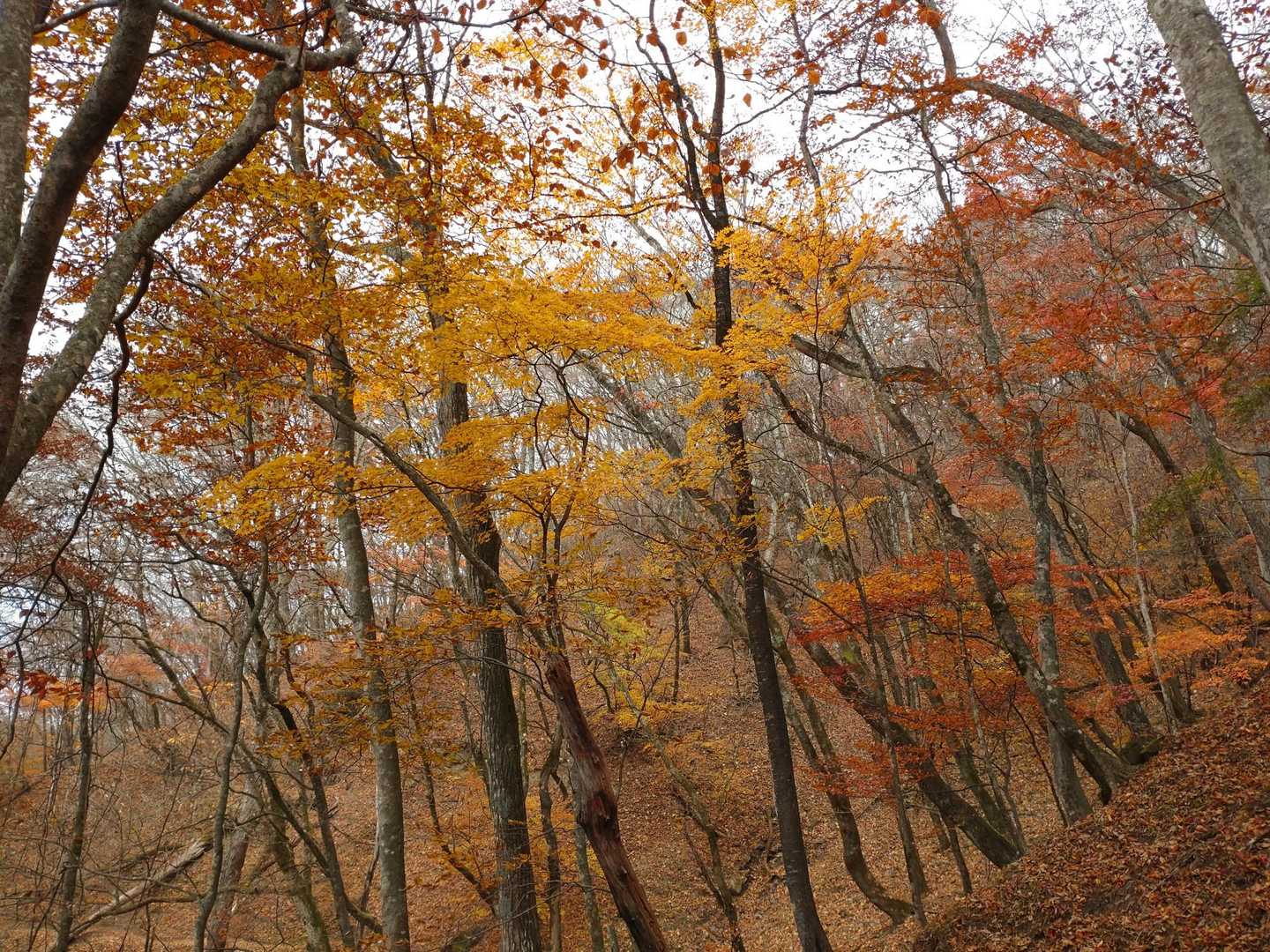 星尾峠-荒船山-荒船山 往復コースの写真