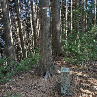 酉谷山へ行かないでここで戻ります