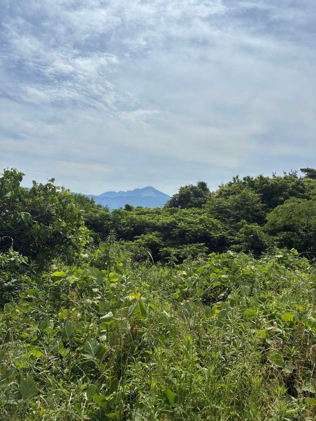 伊吹山✨