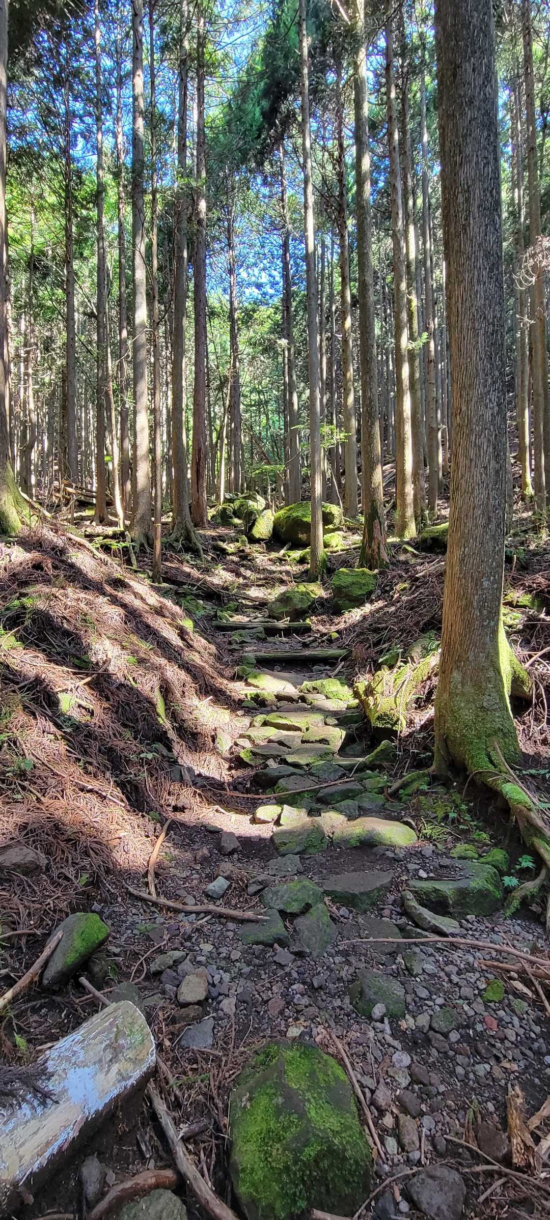 苔むした岩の
涼しい登山道