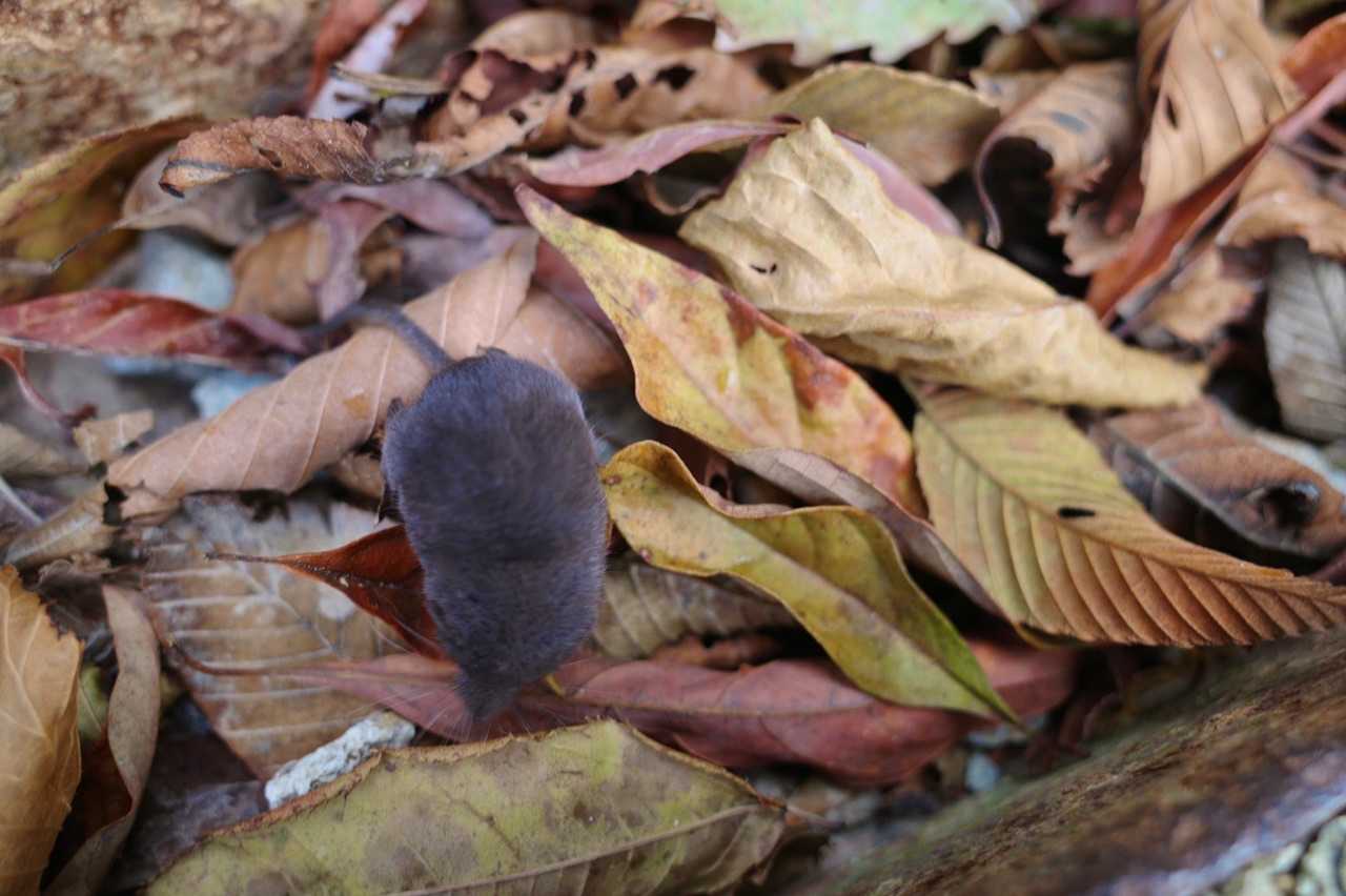 血迷う…否、地迷うモグラ