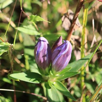 リンドウ