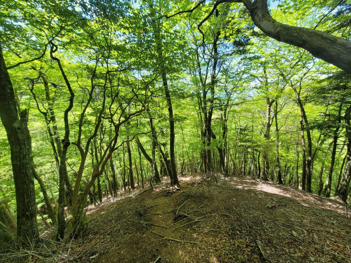 四季見橋登山口-親父山-障子岳-黒岳-三尖 周回コースの写真