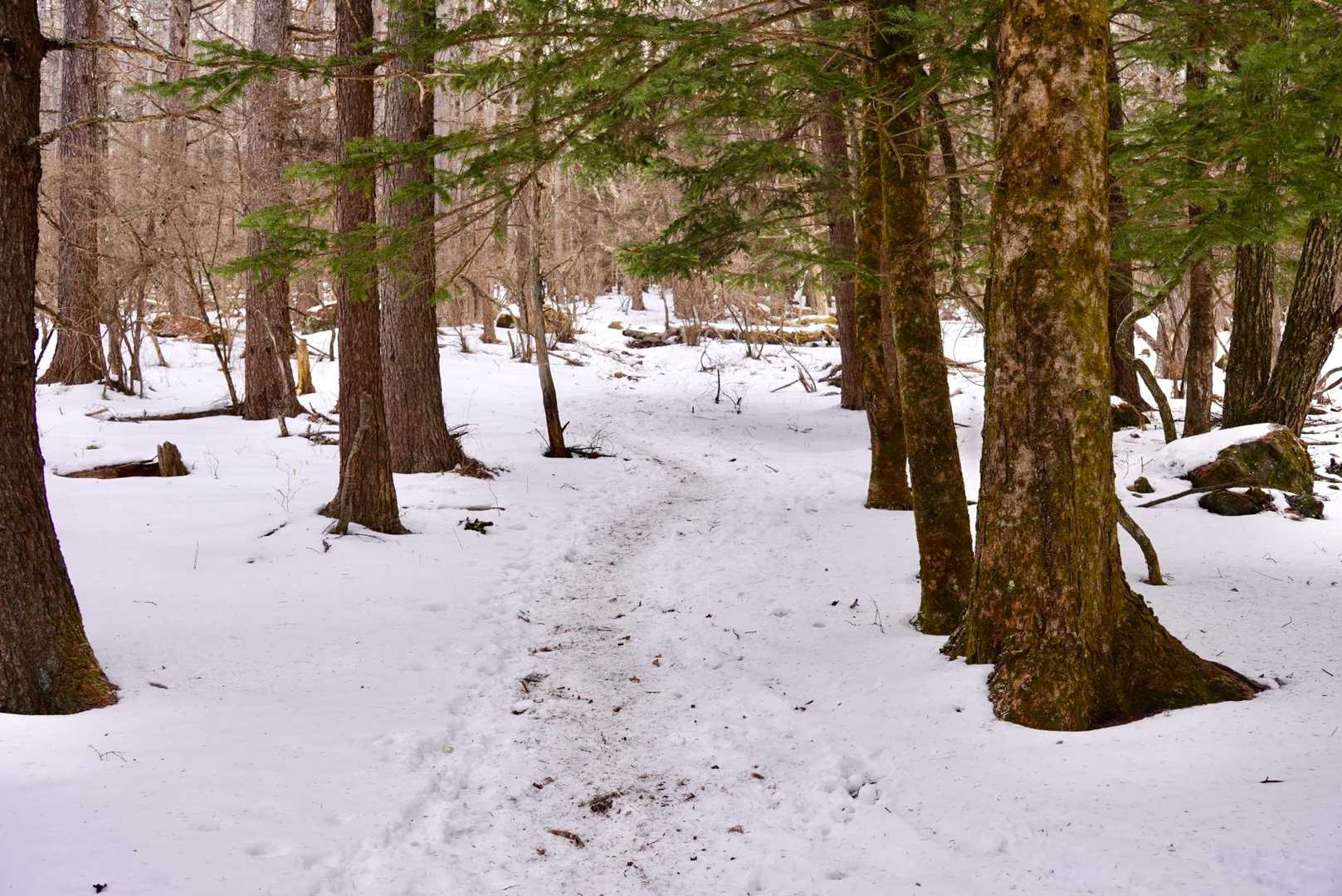 駐車場すぐの登山口は全然雪ありませんでした。
歩いて行くと道は凍結しつつ…チェンスパあると歩きやすいっす。登りはむりくりツボ足で登りました。