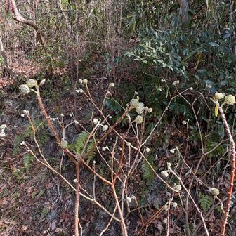 みつまたかも
いっぱいあります。春には黄色くなるかな