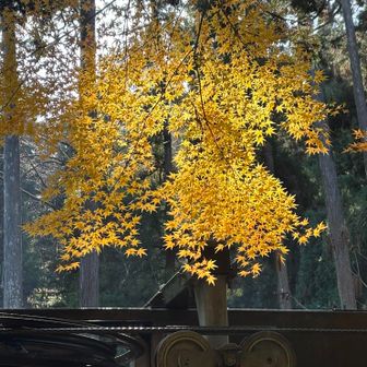 うわぁ、綺麗な黄色💛きらきらしてる〜😍

しまった！ゆっくりしてちゃダメダメ😫びわこ食堂行かなくちゃ行けないのに！遅れちゃう💨