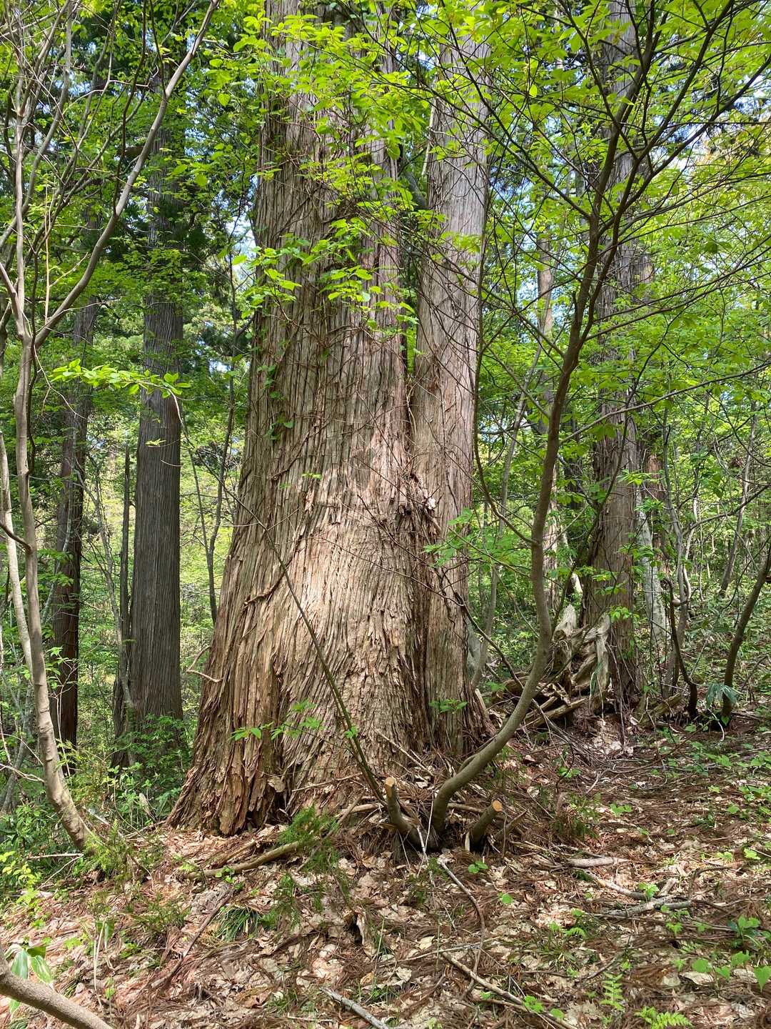 登り始めてすぐに巨木がいっぱい👀🌲