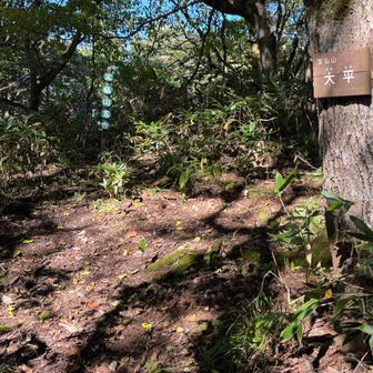 去年の4月1日に来たときは見つけられなかった5合目