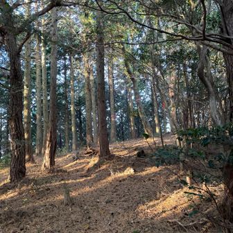あ！！今度こそ山頂！🙌

山頂の様子
三角点、眺望なしです。