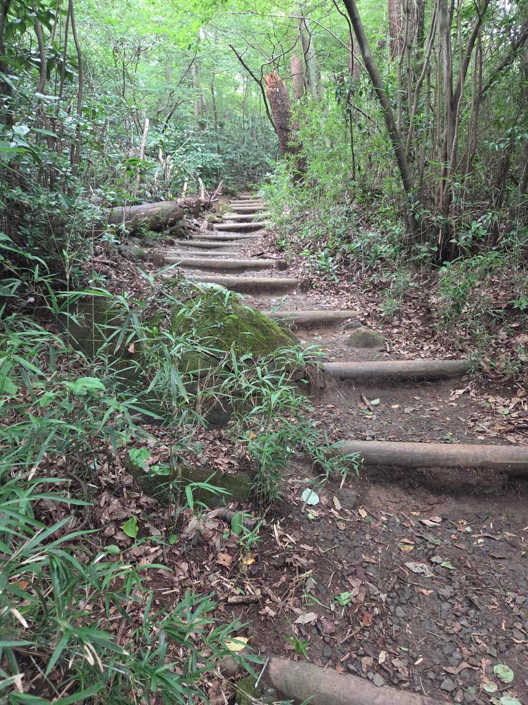 薬王院-筑波山 往復コースの写真