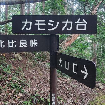 ここからは風が強くなってきたけど、むしろ快適に歩けた