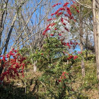 とみおか公園から、さがらの森キャンプ場に登り、誰もいないキャンプ場近くの花(ピラカンサかな？)を撮りました。