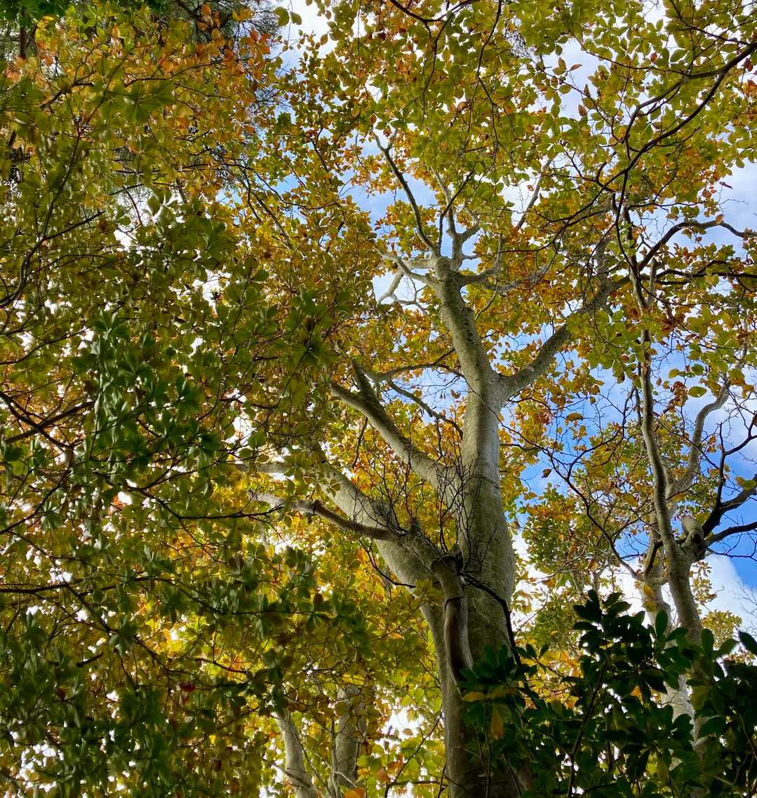 少しずつ色づき始めてます🍁