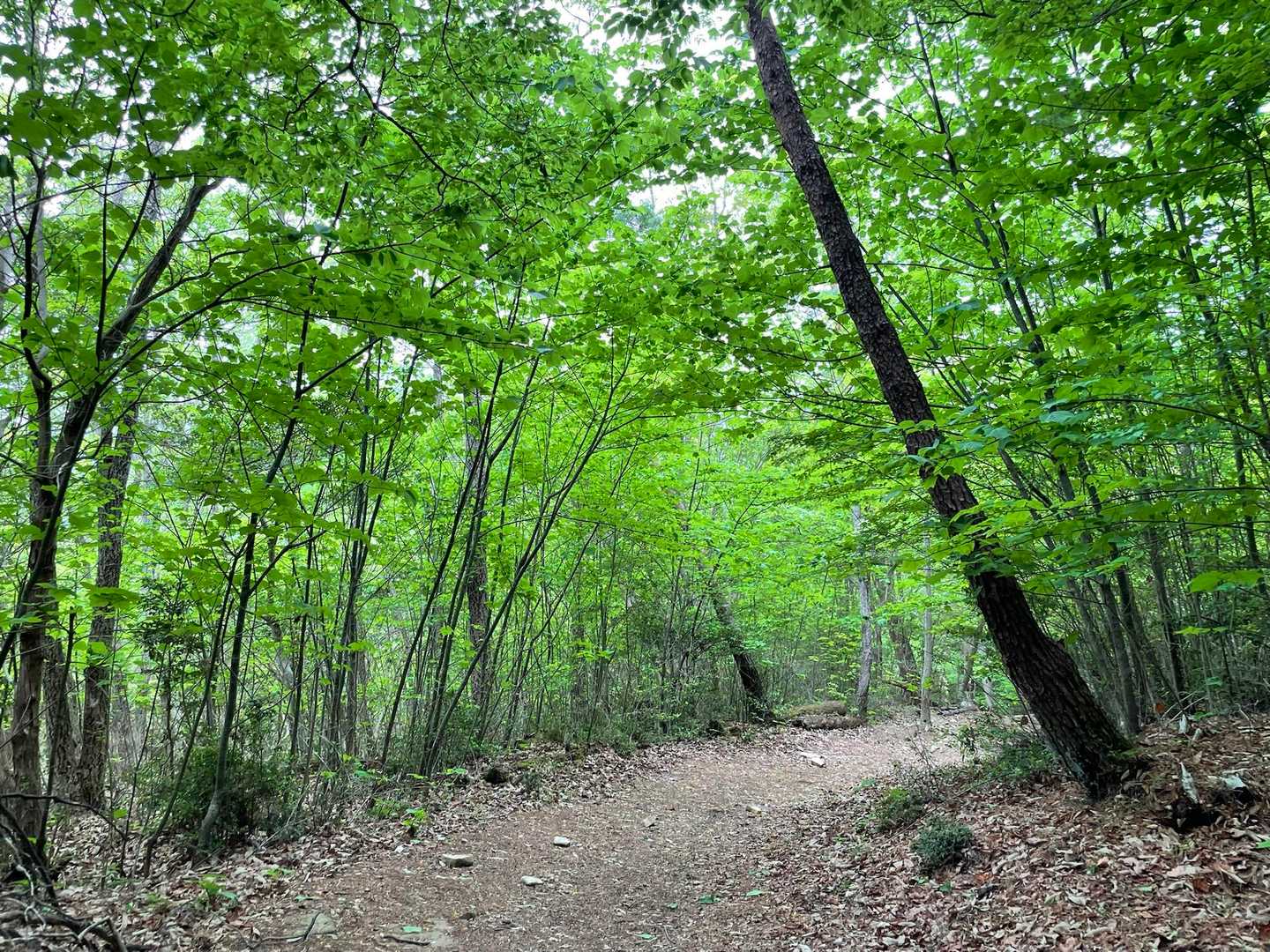 行者山-剣尾山 往復コースの写真