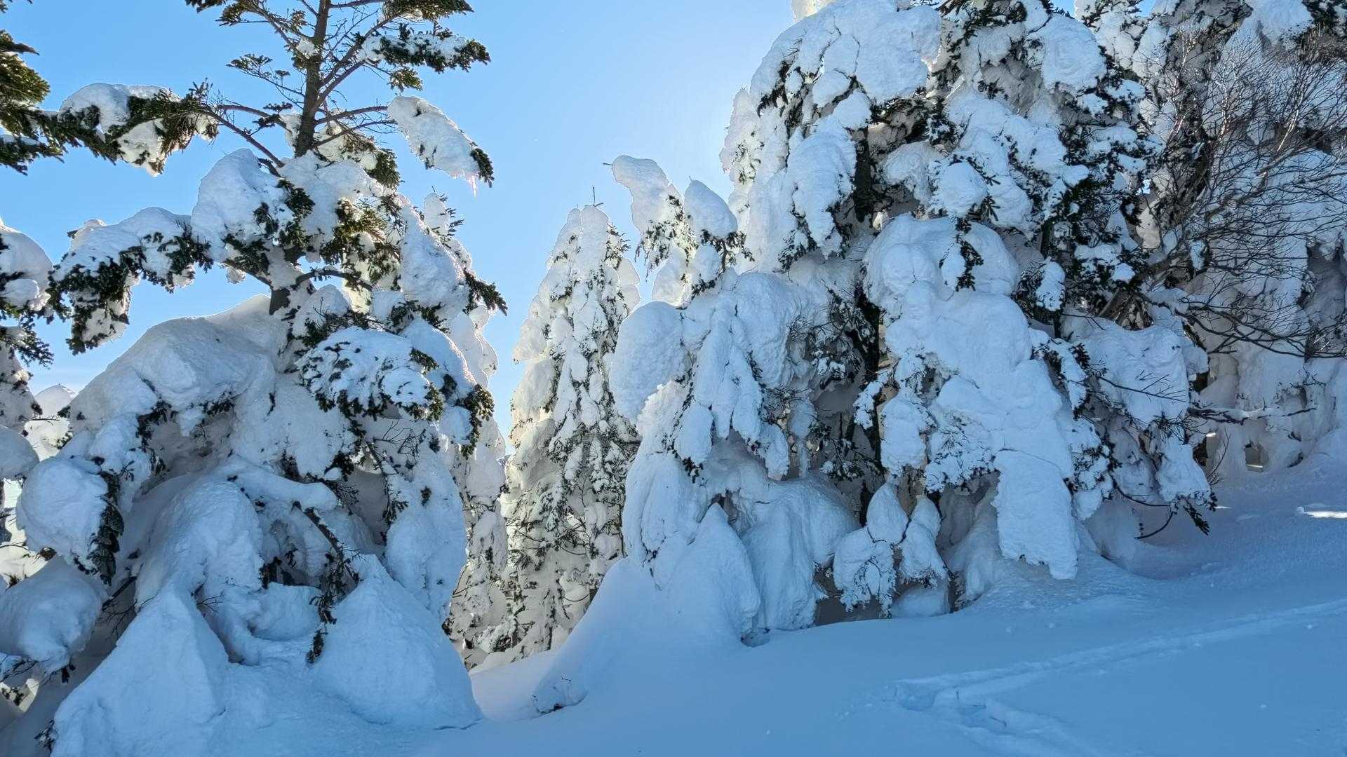 こもれび広場登山口-根子岳 往復コースの写真