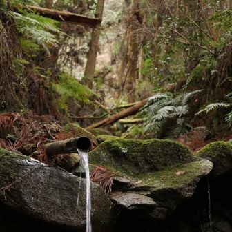 はるまきの皮！