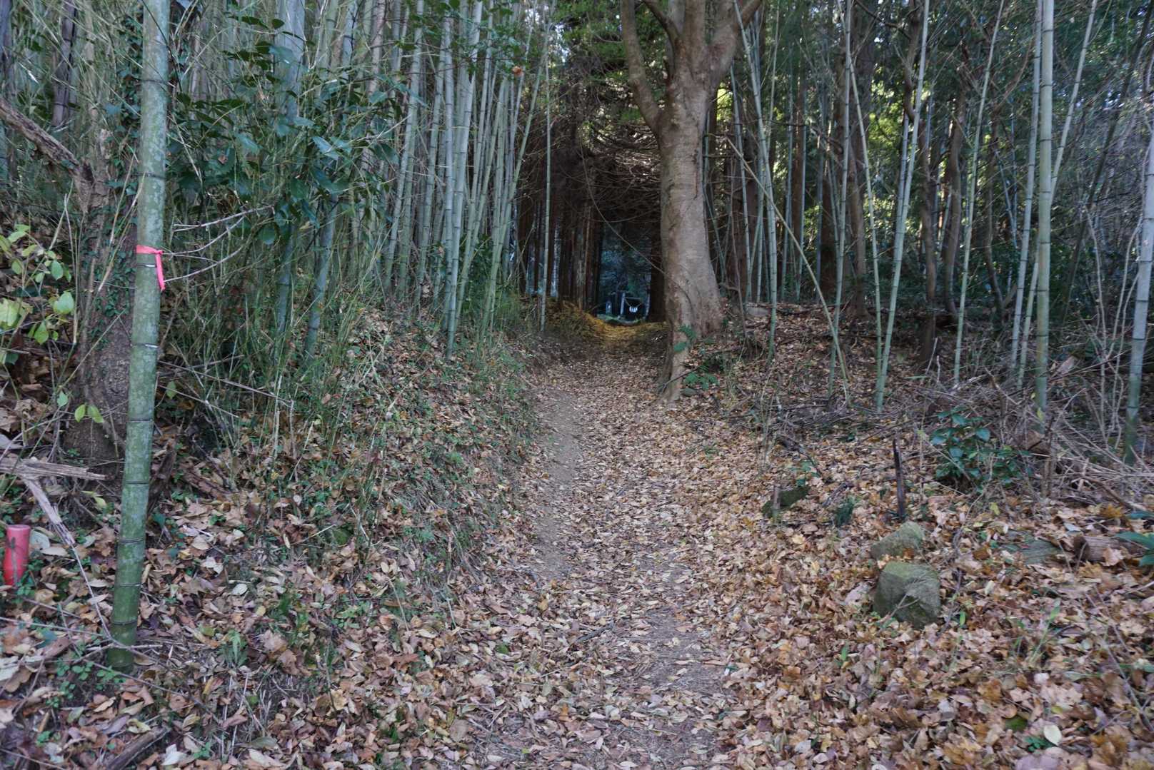 竹林を抜けて〜