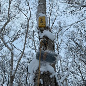 雪少ないから、あんなところに⬆️
トウチョ🐶