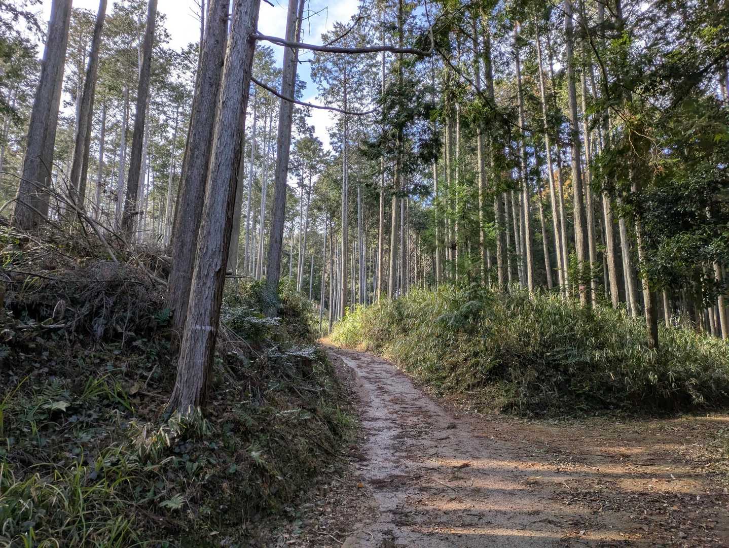 少しぬかるんでます