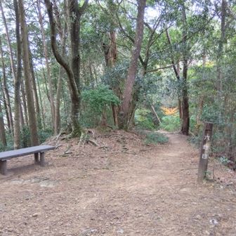 6合目から登山道らしくなりました。