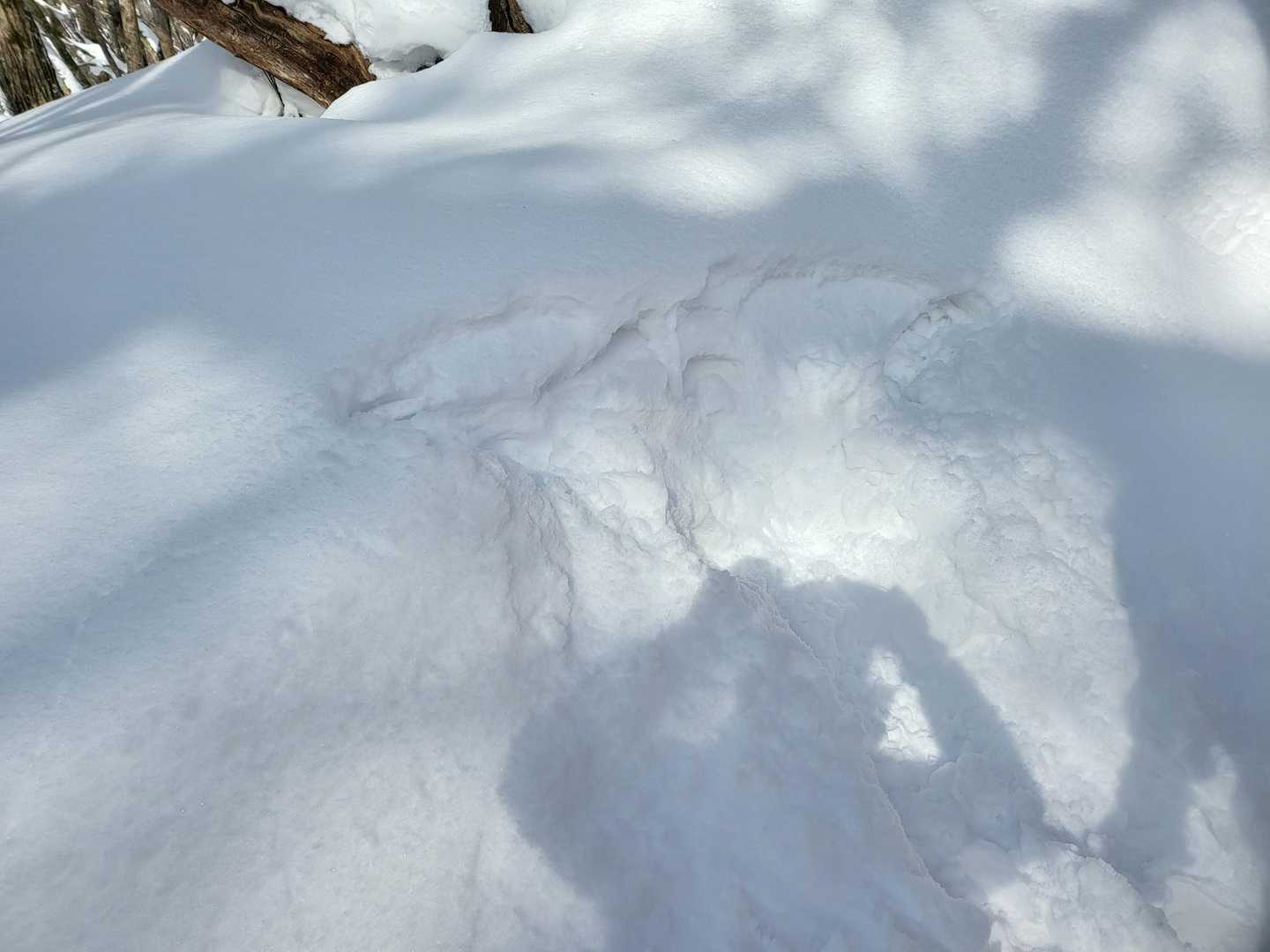 雪が深いのとサラサラなのとで
顔拓出来なかった😂