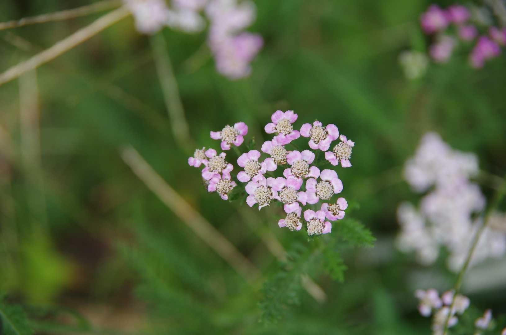 薄桃色の🌼