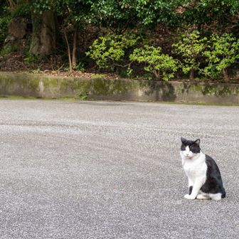 このネコちゃんは警戒心が強いのか直ぐに逃げちゃいます🐈
この距離が限界。